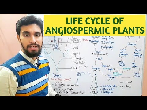LIFE CYCLE OF ANGIOSPERMIC PLANTS || FLOWERING PLANTS || Zeerak's Biology