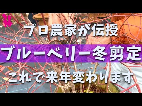 ラズベリーの茂みを剪定する時期と最善の方法は？ 2023 年の冬に実践すべきすべての正しい行動  庭園