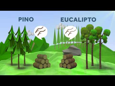 Como se Hace el Papel (niños)