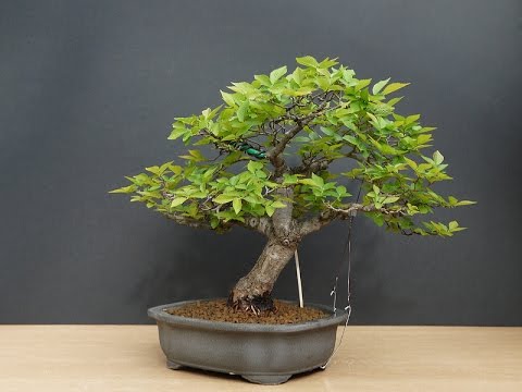 download lagu mp3 mp4 Chinese Elm Vs Siberian Elm, download lagu Chinese Elm Vs Siberian Elm gratis, unduh video klip Chinese Elm Vs Siberian Elm