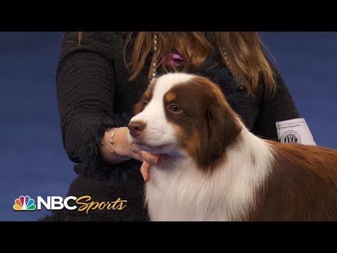 , title : 'National Dog Show 2022: Herding Group (Full Judging) | NBC Sports'