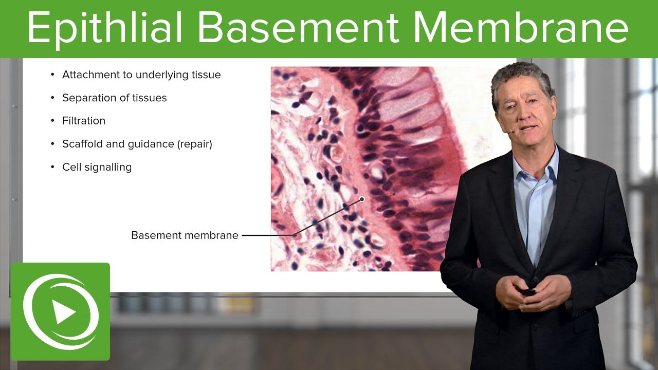 What is basement membrane zone?
