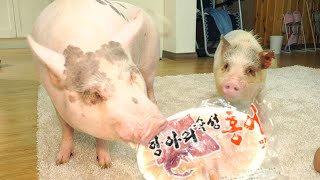 뭐든지 먹는 돼지는 홍어도 먹을까?