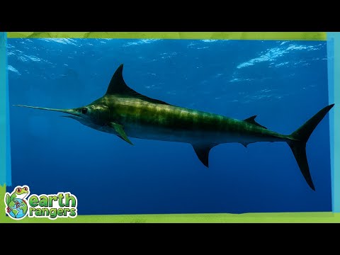 See A Swordfish Swimming! | Earth Rangers