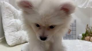 ポメラニアンの動画01