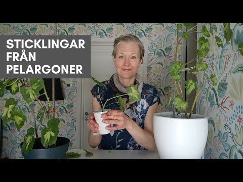 Så tar du enkelt sticklingar från pelargoner