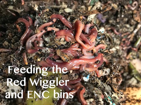 Red Wiggler & ENC Twin bins get a feeding 1-1-21