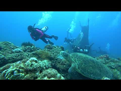 20171029 Resting turtle w/ side-mount squad 1