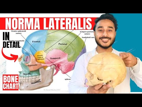 norma lateralis anatomy 3d | anatomy of norma lateralis of skull anatomy
