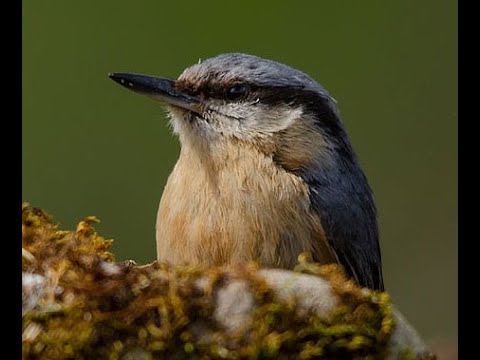 TREPADOR AZUL | NUTHATCH | Sitta europaea