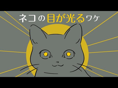 猫の目はなぜ暗闇で光るのか