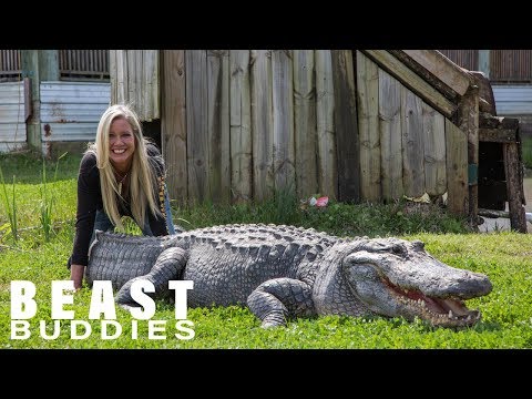 download lagu mp3 mp4 Alligator World, download lagu Alligator World gratis, unduh video klip Alligator World