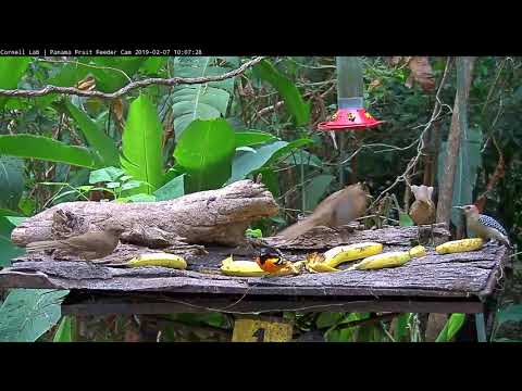 Baltimore Oriole Visits The Panama Fruit Feeder Cam - Feb. 7, 2019
