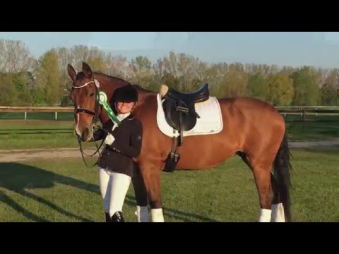 Die "Pferd International 2016" hinter den Kulissen