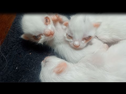 Because they were born with eyes open, unfortunately, this was the result.Three kittens lost sight
