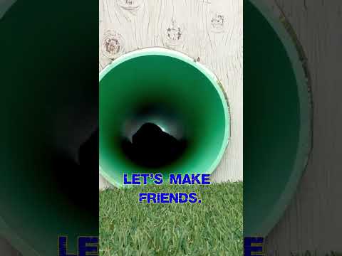 Do you want a Malinois puppy?