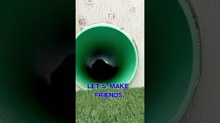 Do you want a Malinois puppy?