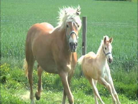 Haflingerzucht Preinig