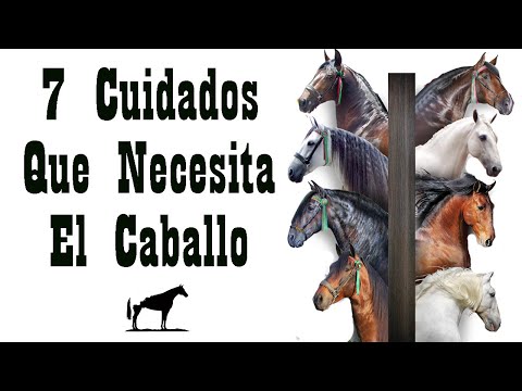 , title : 'Antes De Comprar Un Caballo Ve Este Video (Cuidados Necesarios) 🐴-Del Cerro Soy'