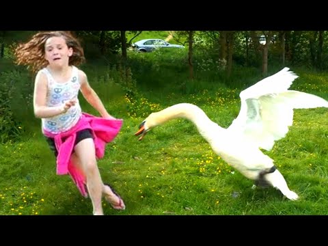 Faze comice 😄 Dorel 😄 Glume 😄 Pisici amuzante 😄 Incearca sa nu razi 😄 Citeste descrierea