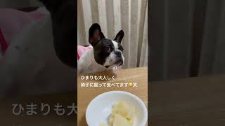 秋の味覚を楽しむワンコ🐶🍁　　　　　　　　　　　　　　　　　　　　　　　　　                   "A dog enjoying the flavors of autumn"