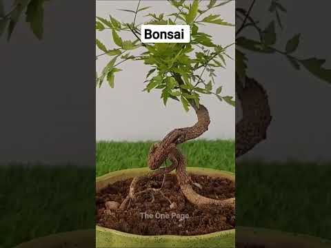 How to make bonsai #bonsai