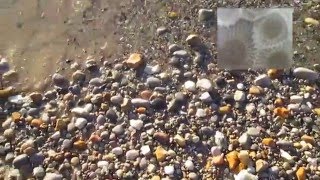 Tips for Finding Petoskey Stones Tips for Finding Petoskey Stones