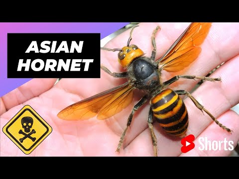 , title : 'Asian Giant Hornet 🐝 One Of The Most Dangerous Insects In The World #shorts #asianhornet #insect'