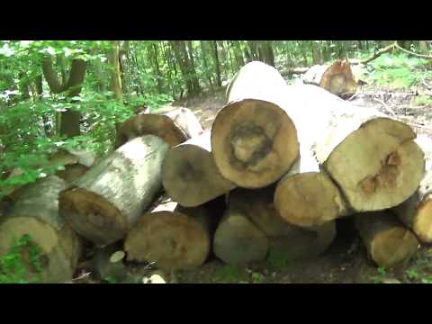 MongoTV_3156 - English Vlog_0064 - Part 2 - Timber Station In Frederiksdal