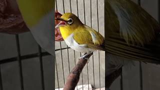 Download lagu Suara Pleci betina memanggil jantan#shorts mp3