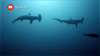 Download lagu Melvin kurtishi beautiful quran voice mp3