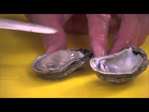 download lagu mp3 mp4 Cleaning Oysters Before Cooking, download lagu Cleaning Oysters Before Cooking gratis, unduh video klip Cleaning Oysters Before Cooking
