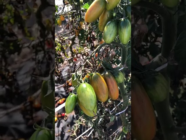 Стандарт поставки видео №1 Томат F1 Биколор 