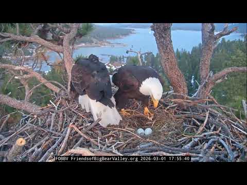 Jackie gave Shadow kisses before nest duty switch 🥰🥚🥚😍| 3.1.26
