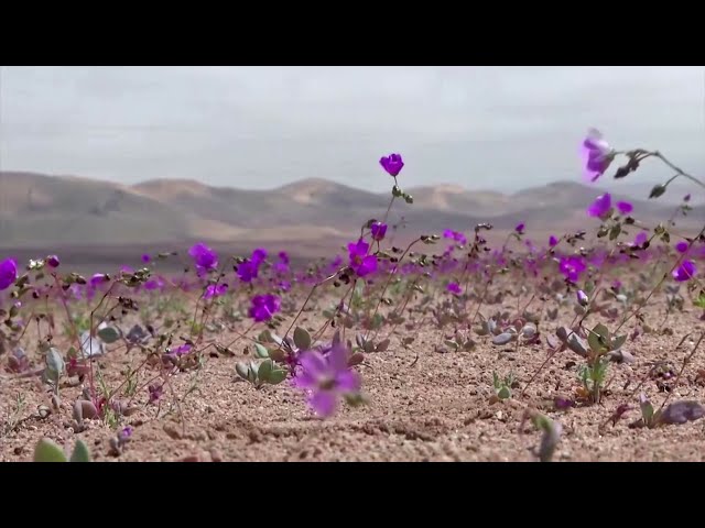Dry sandbeds in Atacama bloom with flowers