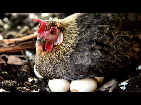 Gripe Aviar en Córdoba: explican qué es la influenza aviar tras el caso detectado en Alejo Ledesma