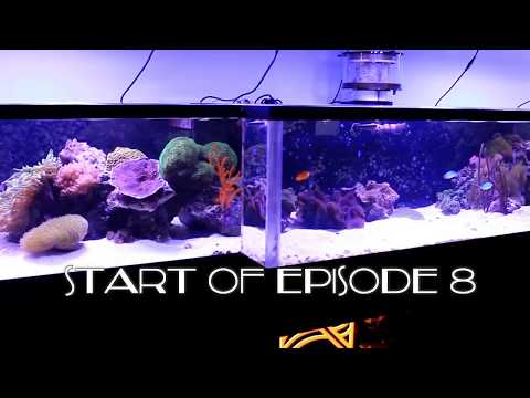 REEF TANK ADDICTION Season 2 Episode 8 ( 410 Gallon AIO Reef Tank 16 Feet Long )