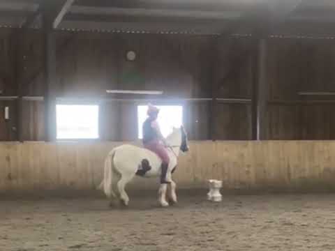 I miss this boy sm, so so happy he’s getting better 🤍 @Martha_TheEquestrian123 @MaiseandThePonies 