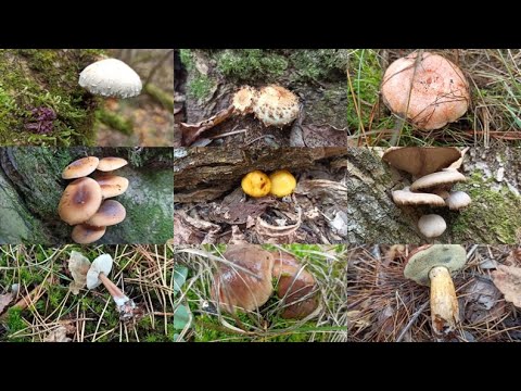 Что есть в лесу 21 октября? Грибы 2022