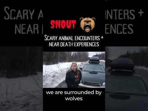 When you're surrounded by wolves 🐺 | Scary Animal Encounter
