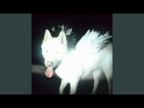 Fat Dog - Pray To That (Official Video)