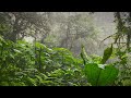 Tropical Rainstorm Sounds In Rainforest Rain White Noise No Thunder