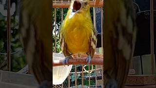 Download lagu #burung #cipoh betina gacor #birds mp3 Download lagu #burung #cipoh betina gacor #birds mp3