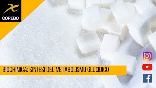 Biochimica: sintesi del metabolismo glucidico
