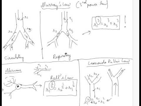 Murray's Law Explained!