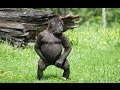 Funny Gorilla Dance - Very Funny
