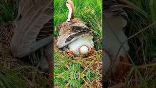 Download lagu bebek angsa bertelur di sawah #bebek #bebekvideoları #shortvideo #bebeklucu mp3 Download lagu bebek angsa bertelur di sawah #bebek #bebekvideoları #shortvideo #bebeklucu mp3