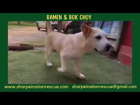 RAMEN, an adoptable Yellow Labrador Retriever & Anatolian Shepherd Mix in Cusseta, GA_image-1
