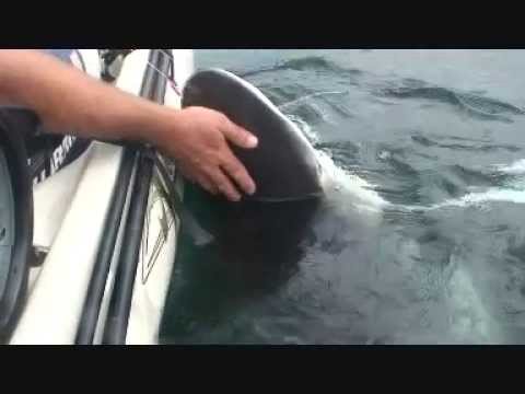 extreme kayak fishing australia, kayak attacks shark