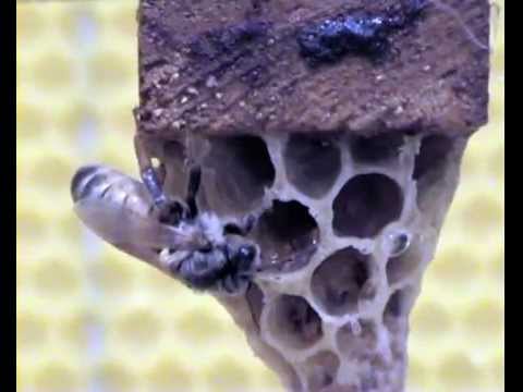Dolore e gonfiore dellarticolazione del gomito Agopuntura in osteocondrosi vertebrale